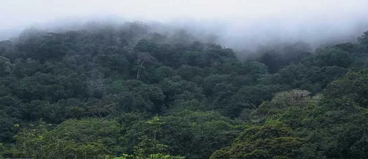 コンゴ共和国の国旗